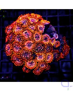 Zoanthus - Utter Chaos XL #GN83
