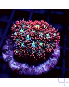 Goniopora - Fire and Ice