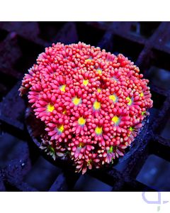 Goniopora - Pink Multicolor Premium #GN41