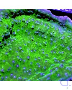 Montipora - Purple Rim #GN78