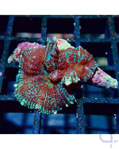 Rhodactis - Blue Red #GN44