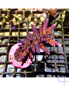 Acropora sp. - Big Joker #GN29