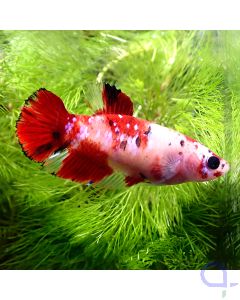 Kampffisch Plakat - Weibchen - Nemo - Betta splendens *Gn97