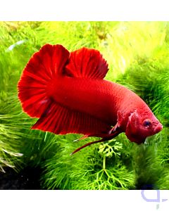 Kampffisch Plakat - Super Red Giant - Betta splendens *Gn38