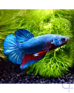 Kampffisch Plakat Deluxe - Red Belly - Betta splendens *Gn98