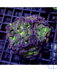 Euphyllia - Multicolor #Gn58