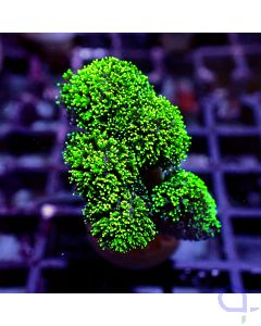 Stylophora - Green Green
