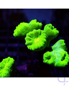Caulastrea - Ultra Neon
