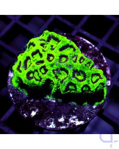 Favia - Lime Glow #R94
