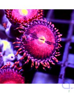 Zoanthus - Purple Panther #GN37