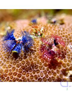 Porites lobata - Fascinating 