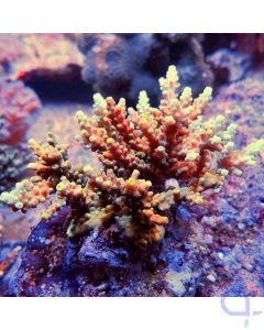Acropora aculeus Gelb