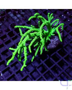 Porites lobata Multicolor - Fascinating #GN36
