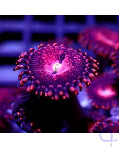 Zoanthus - Purple Panther XL #GN53
