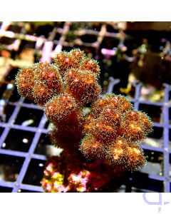 Pocillopora - Green #GN81