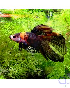 Kampffisch Halfmoon - Orange Black Nemo - Betta splendens *Gn65