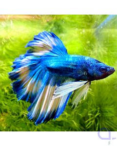 Kampffisch Halfmoon - Mustard - Betta splendens *Gn85