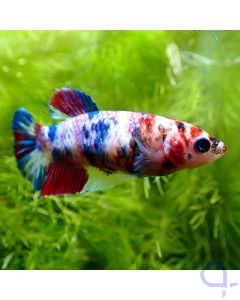 Kampffisch Plakat - Galaxy Nemo - Betta splendens *Gn13