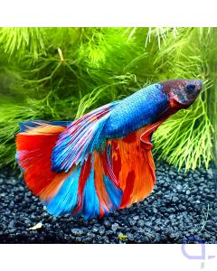 Kampffisch Halfmoon - Galaxy Stripes - Betta splendens *Gn98