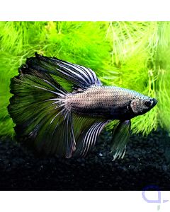 Kampffisch Halfmoon - Copper - Betta splendens