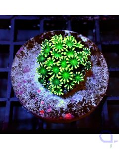 Alveopora - Green #G117