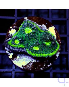 Echinophyllia - Green Eyes #G66