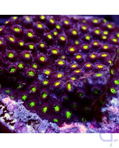 Cyphastrea - Green Polyp