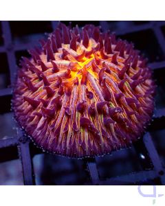 Fungia - Orange #G102