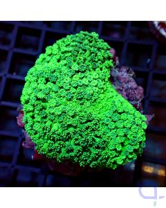 Goniopora - Grün XL #G79