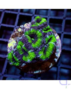 Acanthastrea - Green #G127