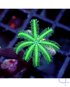Anthelia glauca - One Branch - Detail