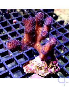 Stylophora - Lila Pink #G38
