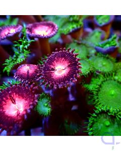 Zoanthus Color Mix #R20