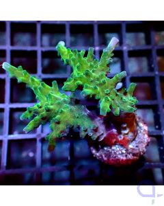 Acropora sp. - Joker #R25