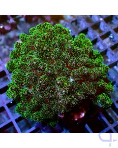 Pocillopora - Big Green #RG05