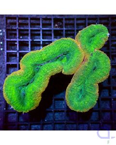 Lobophyllia - Bicolor #RG55