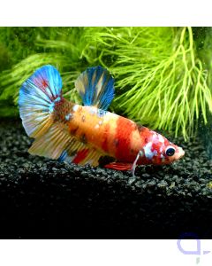 Kampffisch Plakat - Nemo - Betta splendens *Gn14