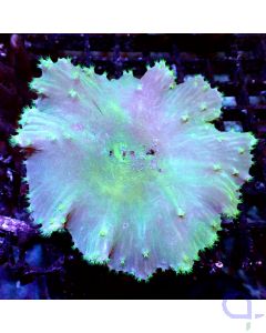 Sinularia brassica - Green