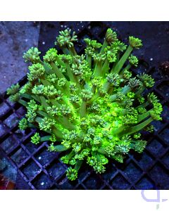 Goniopora - Green Ball