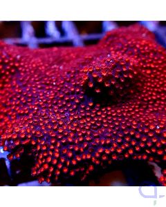 Montipora - Deep Red #G32