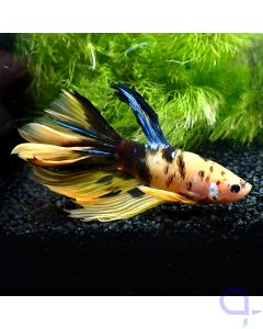 Kampffisch Halfmoon - Yellow Galaxy - Betta splendens *Gn87