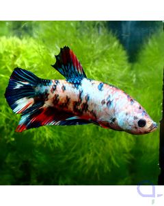 Kampffisch Plakat - Galaxy - Betta splendens