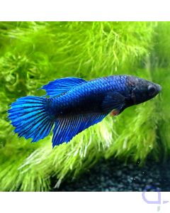 Kampffisch Plakat - Marniki Weibchen - Betta splendens *GN41
