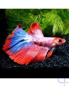 Kampffisch Halfmoon - Galaxy Thai - Betta splendens *Gn65
