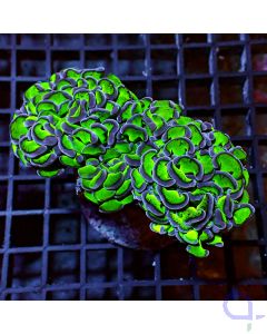 Euphyllia ancora - Bicolor #GN36