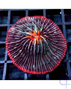 Fungia - Red Rim Rainbow #R97