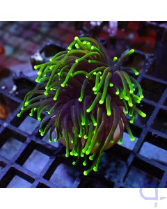 Euphyllia glabrescens- Dragon Soul #R04