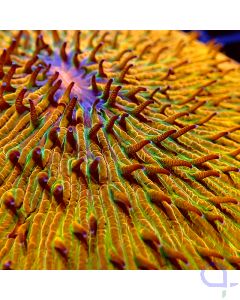 Fungia - Orange Premium #GN35