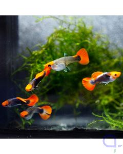 Guppy Red Cap Brazil - Paare