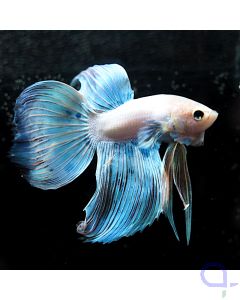 Kampffisch Veiltail - Weiß Blau - Betta splendens